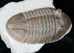 D, Russian Asaphus Lepidurus Trilobite - #15377-3